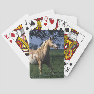 Golden Retriever Headshot 3 Deck Of C - Customized Playing Cards