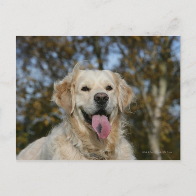 Golden Retriever Headshot 3 Postcard (Front)