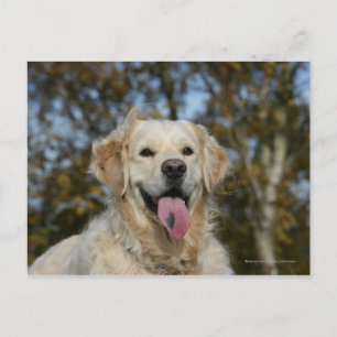 Golden Retriever Headshot 3 Postcard