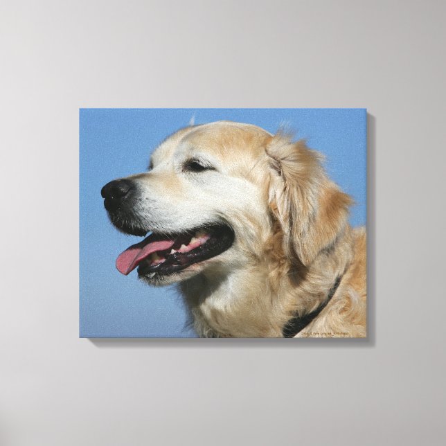 Golden Retriever Headshot 4 Canvas Print (Front)