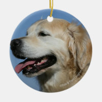 Golden Retriever Headshot 4