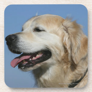 Golden Retriever Headshot 4 Coaster