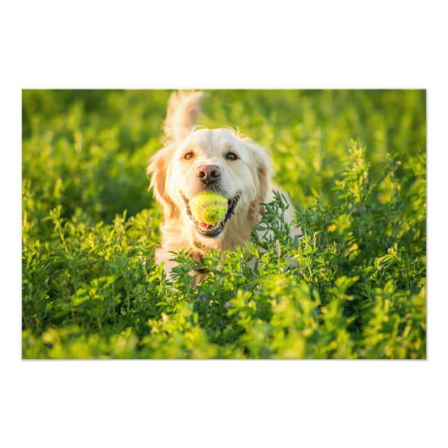 Golden Retriever High Quality Photo Print (Front)
