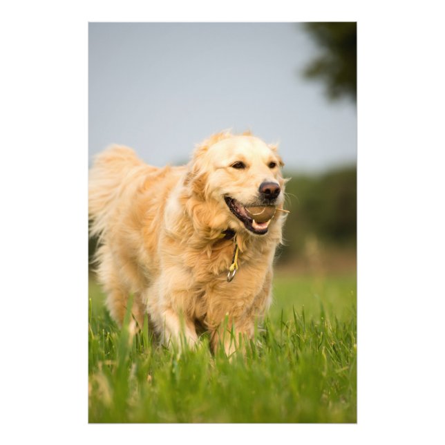 Golden Retriever High Quality Photo Print (Front)