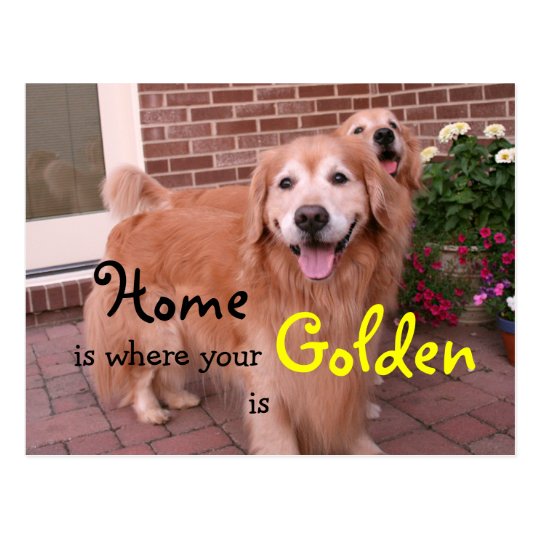 Golden Retriever Home Quote Postcard
