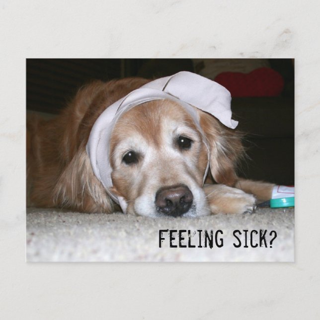 Golden Retriever in Bandages Get Well Soon Postcard (Front)