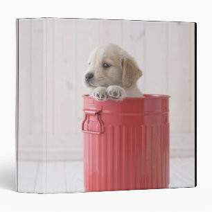Golden Retriever in Bucket Binder