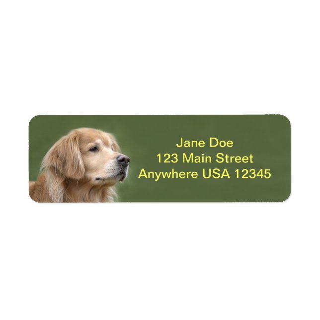 Golden Retriever in Closeup (Front)