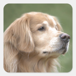 Golden Retriever in Closeup Square Sticker