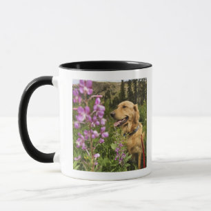 Golden retriever in field mug