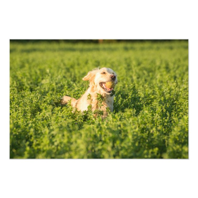 Golden Retriever in Fields Photo Print (Front)