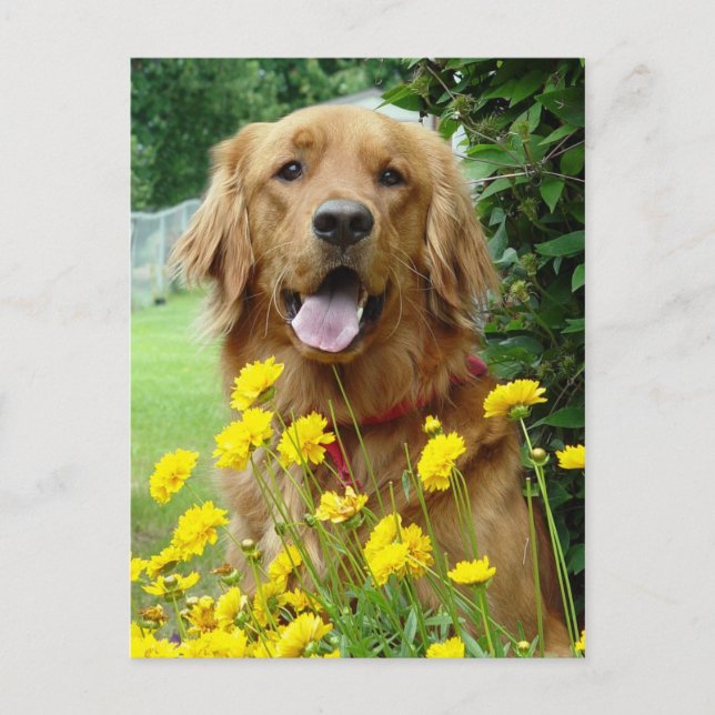 Golden Retriever in flowers Postcard (Front)