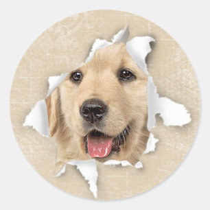 Golden Retriever In Paper Hole Classic Round Sticker