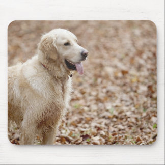 golden retriever in park in autumn mouse pad