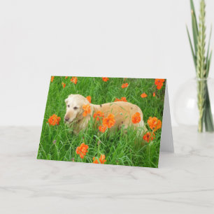 Golden Retriever in poppies Card