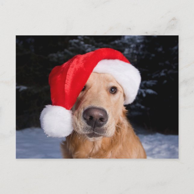 Golden Retriever in Santa Hat Holiday Postcard (Front)