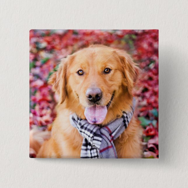 Golden Retriever In Scarf 2 Inch Square Button (Front)