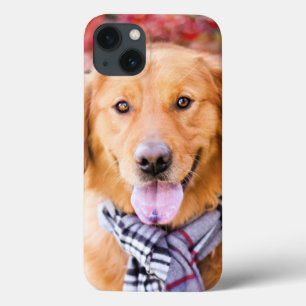 Golden Retriever In Scarf iPhone 13 Case