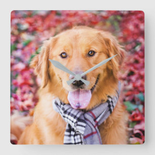 Golden Retriever In Scarf Square Wall Clock