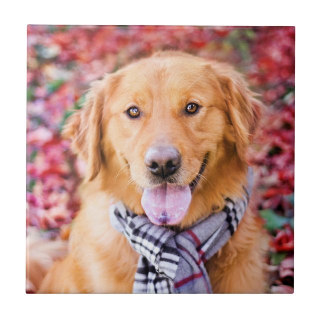 Golden Retriever In Scarf Tile (Front)