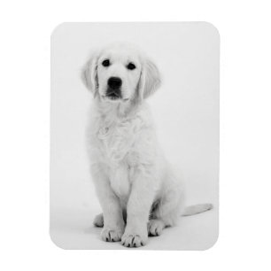 Golden Retriever in Schwarzweiß Magnet