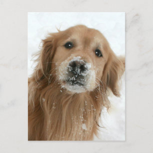 Golden Retriever in the Snow Postcard