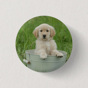 Golden Retriever In Wash Basin 1 Inch Round Button