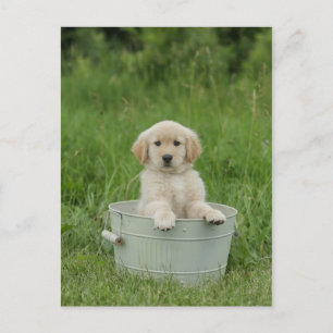 Golden Retriever In Wash Basin Postcard