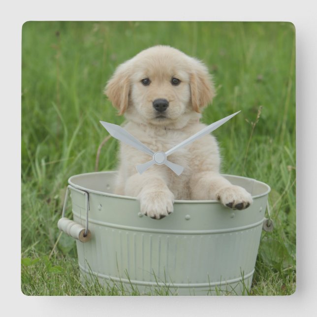 Golden Retriever In Wash Basin Square Wall Clock (Front)