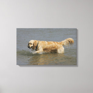 Golden Retriever in Water Canvas Print