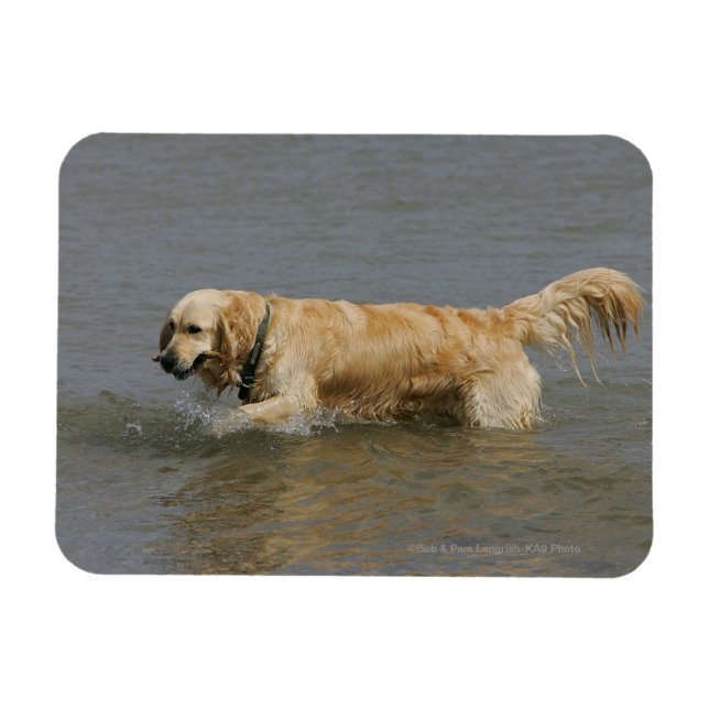 Golden Retriever in Water Magnet (Horizontal)