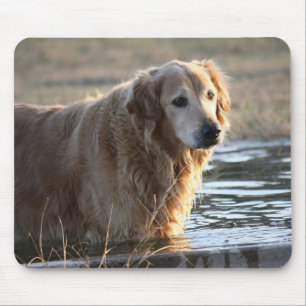 Golden Retriever in Water Mouse Pad