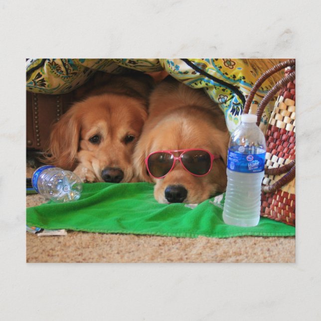 Golden Retriever Indoor Picnic Postcard (Front)