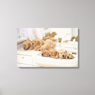 Golden Retriever; is a relatively modern and 3 Canvas Print