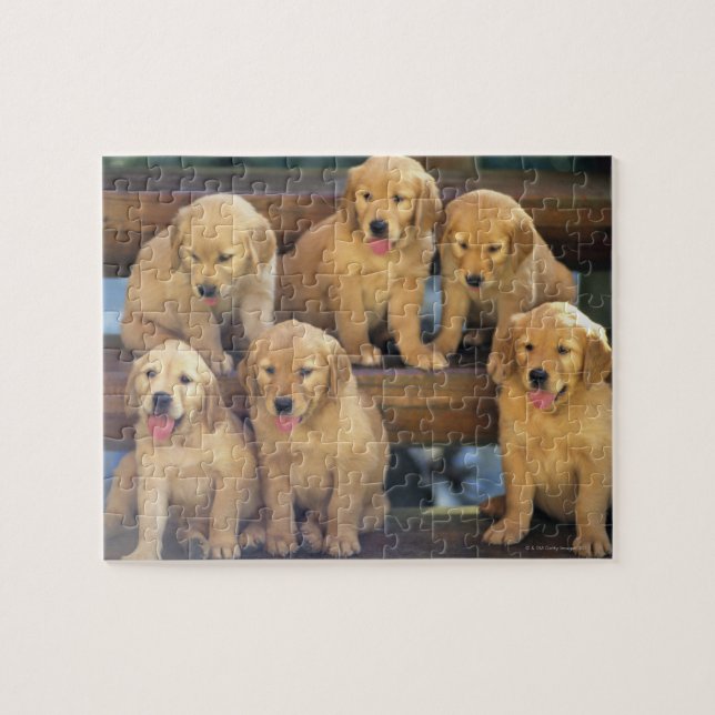 Golden Retriever; is a relatively modern and Jigsaw Puzzle (Horizontal)