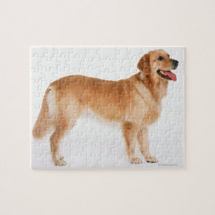 Golden Retriever Jigsaw Puzzle