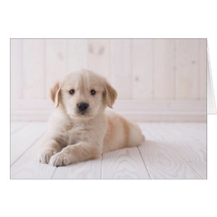 Golden Retriever Lie Down