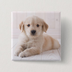 Golden Retriever Lying Down 2 Inch Square Button