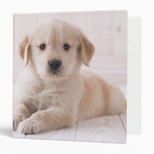 Golden Retriever Lying Down Binder