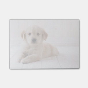 Golden Retriever Lying Down Post-it Notes