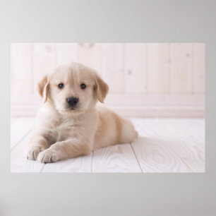 Golden Retriever Lying Down Poster