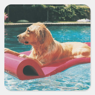Golden Retriever Lying on an Air Bed in a Square Sticker