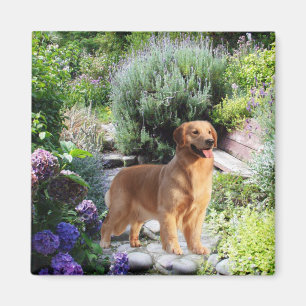 Golden Retriever Magnet