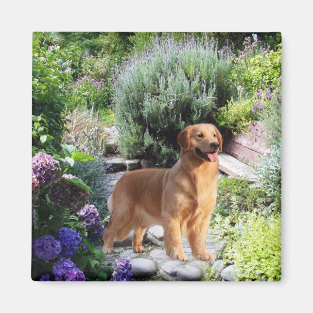 Golden Retriever Magnet (Front)