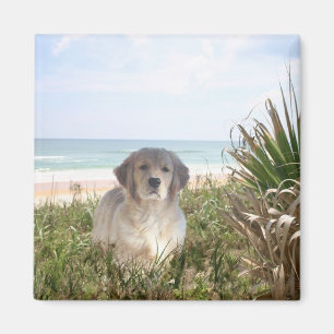 Golden Retriever Magnet Purfect Puppy
