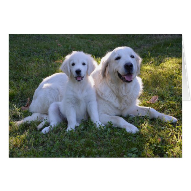 Golden Retriever maman et chiot (Devant horizontal)