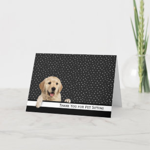 Golden Retriever Merci for Pet Sitting