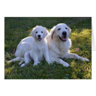 Golden Retriever Mom and Puppy