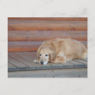 Golden Retriever - Montana Postcard