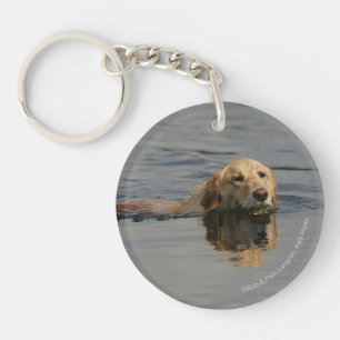 Golden retriever nageant